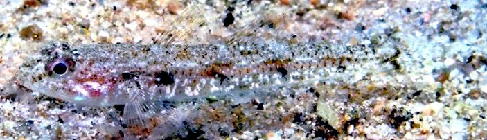 Deltentosteus quadrimaculatus_1154